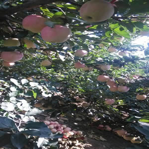 富硒蘋果
