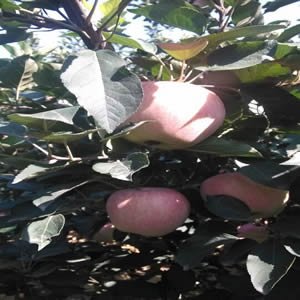 富硒蘋果